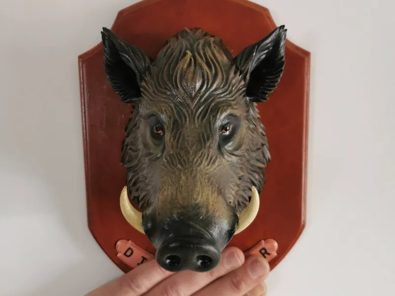 trophee de chasse sanglier