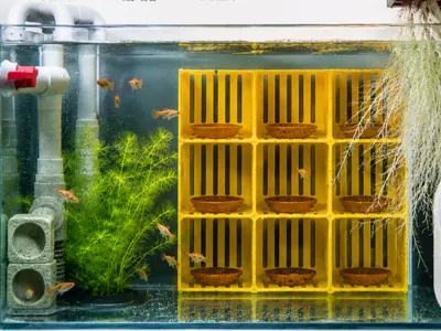 Fish and Shrimp Shelter Breeding House 250 x 250-80 x 80
