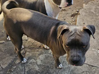 Amstaff