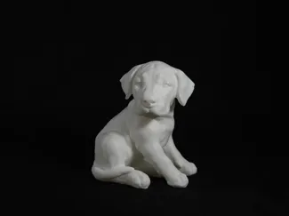 Cute dog