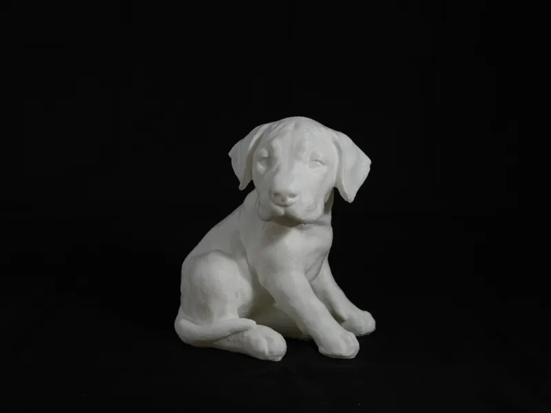 Cute dog