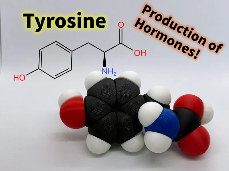 Tyrosine molfidget with rotatable bonds