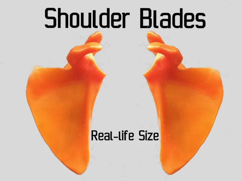 Shoulder Blades - Scapula