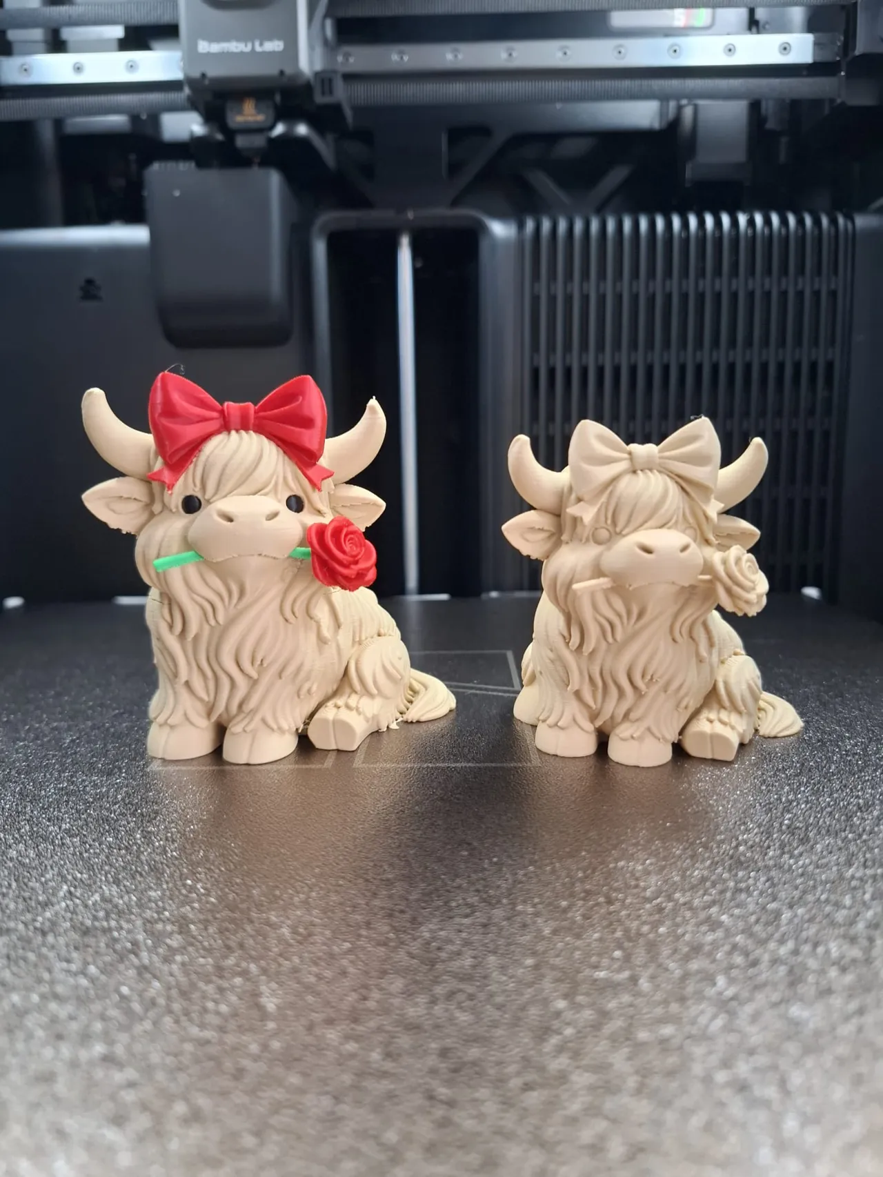 Valentine Highland Cow view 2