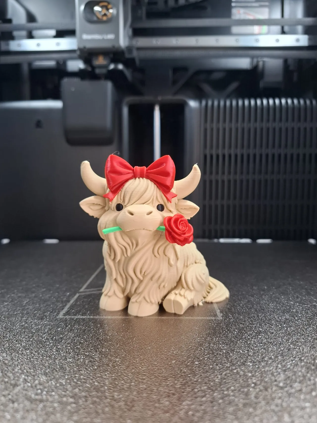 Valentine Highland Cow view 3