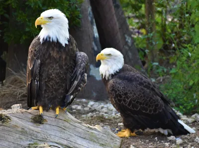 Eagle