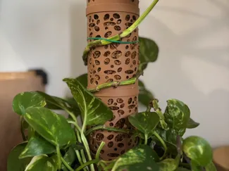 Plant Climbing Support (Stake + Spike)
