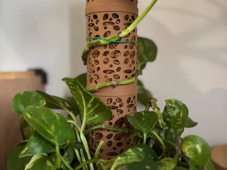 Plant Climbing Support (Stake + Spike)