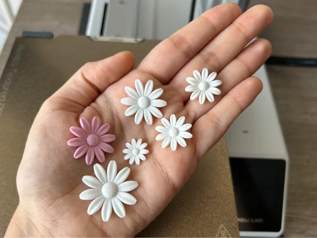 Gerbera Daisy