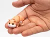 MultiColor Print Profile - hamster