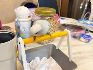 小型鸟训练厕所