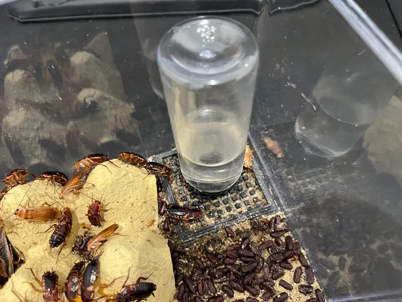 Roach water station V1