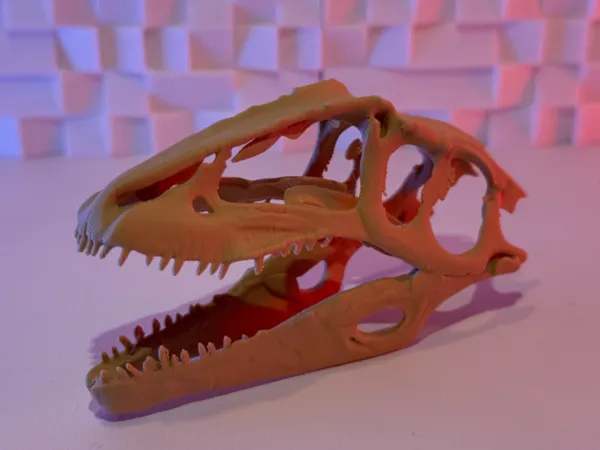 Crâne de Giganotosaure (10-25 g)