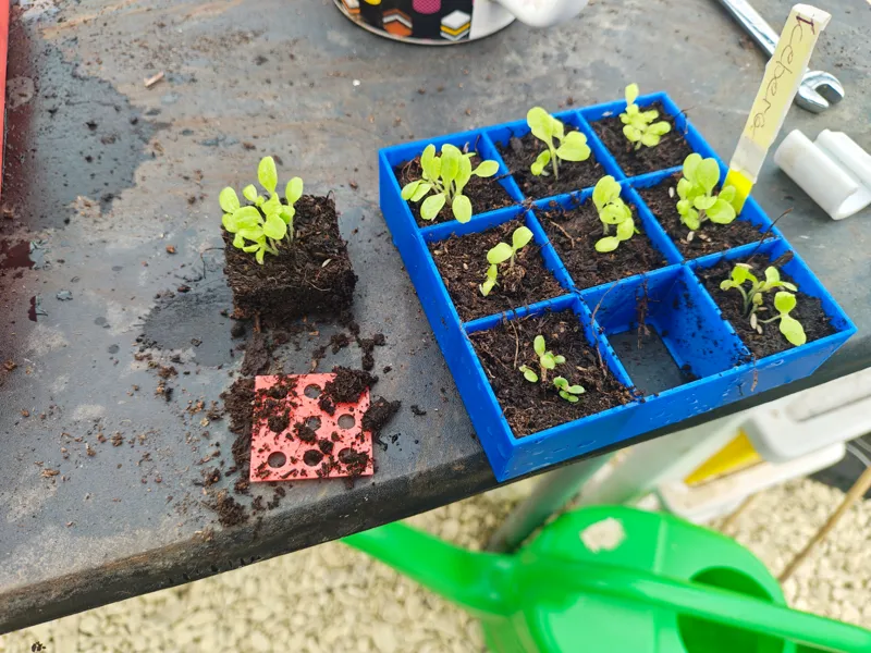 Seed Tray with Removable Bottom (3x3 to 6x6 Cells)