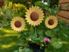 Sunflower Large