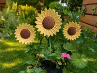 Sonnenblume Groß