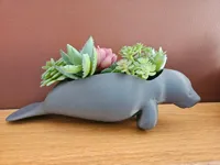 Manatee Swimming