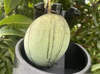 Fruit Picker