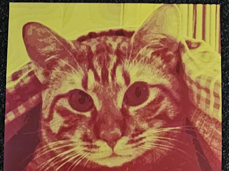 Tiger Cat