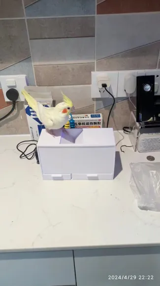 Grain wind sorting for parrot (鹦鹉谷物吹壳器)