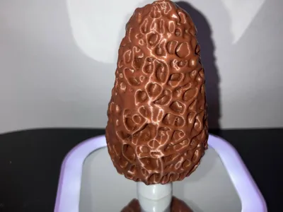 Morel Mushroom