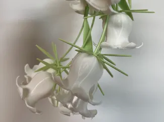 风铃花