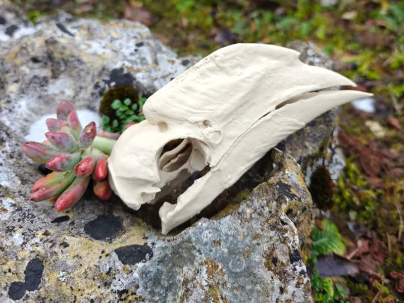 Cranio di bucero a cosce bianche