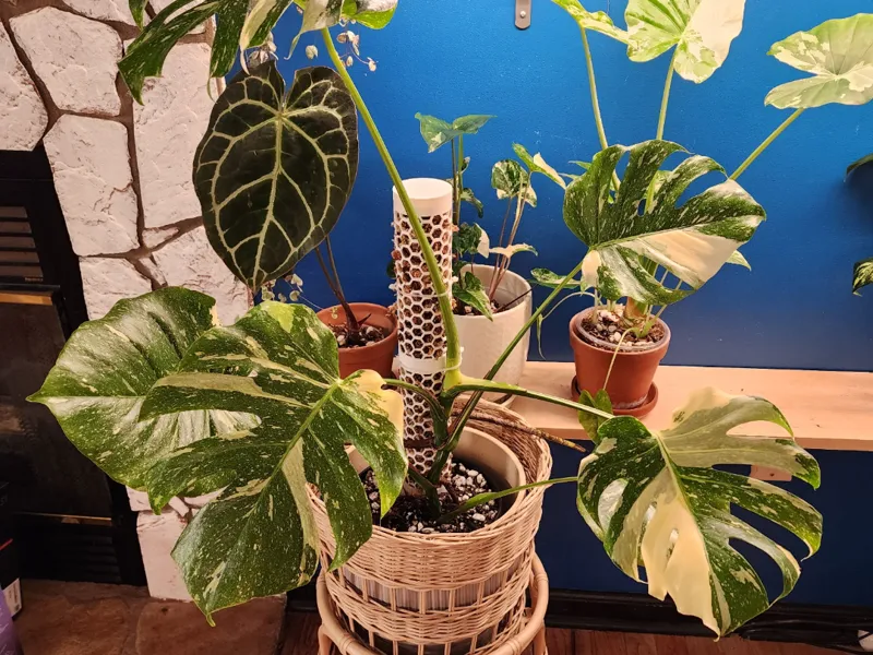 Stackable Hex Moss Pole 