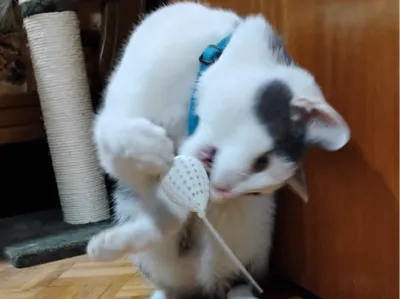 Cat Toy Cable Tie Mouse