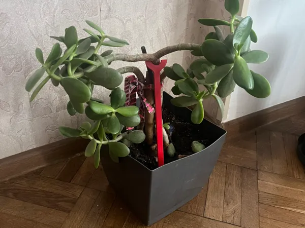 https://makerworld.bblmw.com/makerworld/model/USbd1ac161726260/design/c37bfe2694a3ecb6.jpeg
