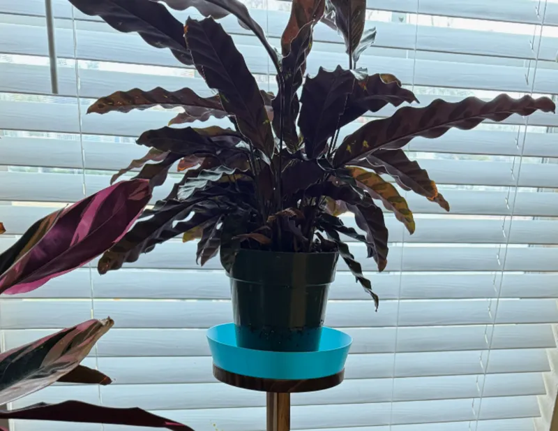 Quick Print: Drip Tray for 6" Planters