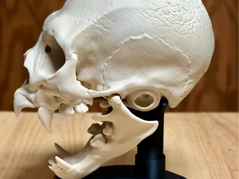 Hyperrealistic Vampire Skull v2024