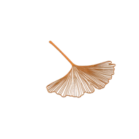 Feuille de ginkgo — photo 4