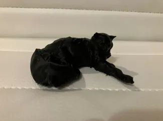Laying Cat Pose 1