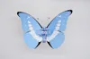 Blue Morpho Butterfly
