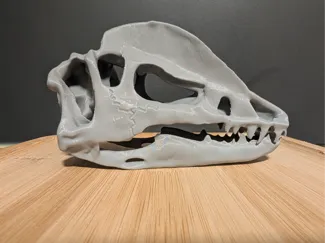 Dinosaur Dilophosaurus Skull