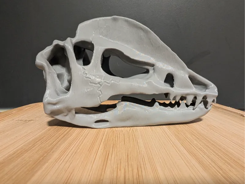 Dinosaur Dilophosaurus Skull