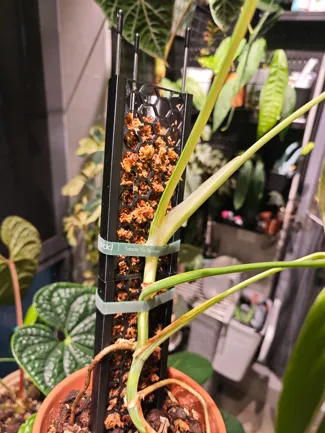 攀爬植物水苔柱(plant moss pole)   模块化可拆卸   不锈钢条辅助固定不伤根系