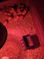 Mangeoire pour poussins — photo 2