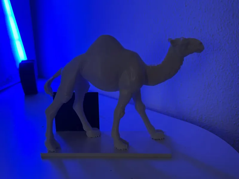 The Dromedary