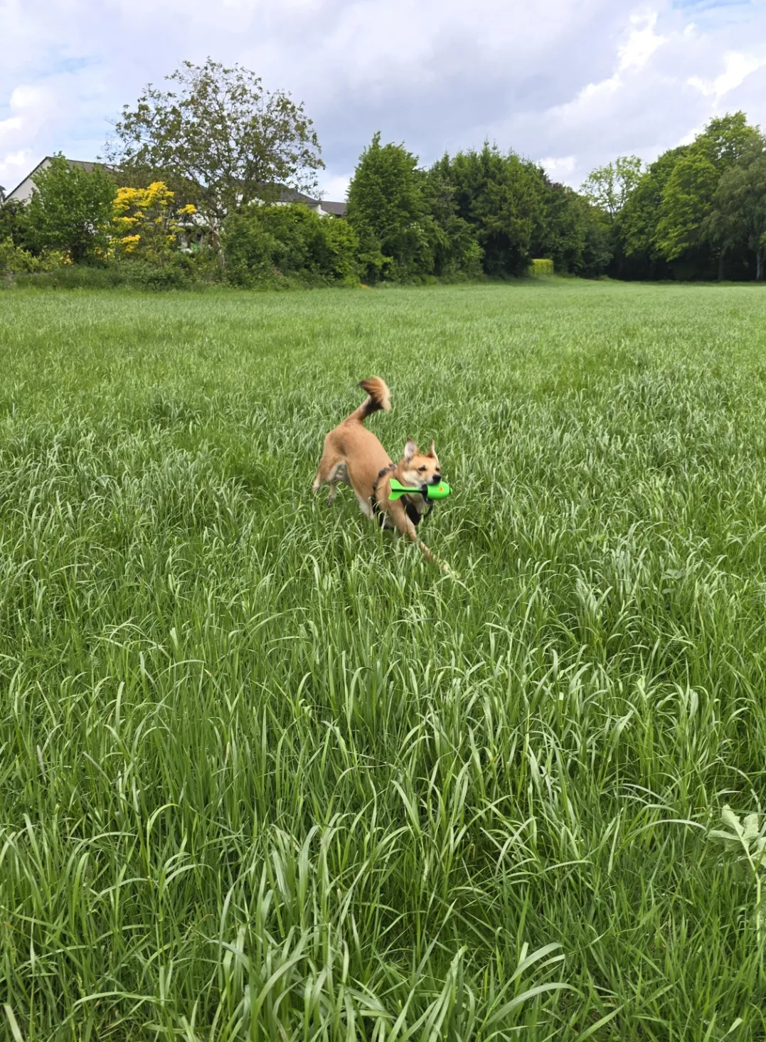 Scrocket - The screaming rocket view 3