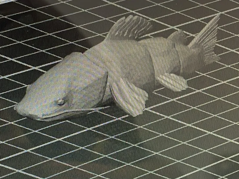 pirarara