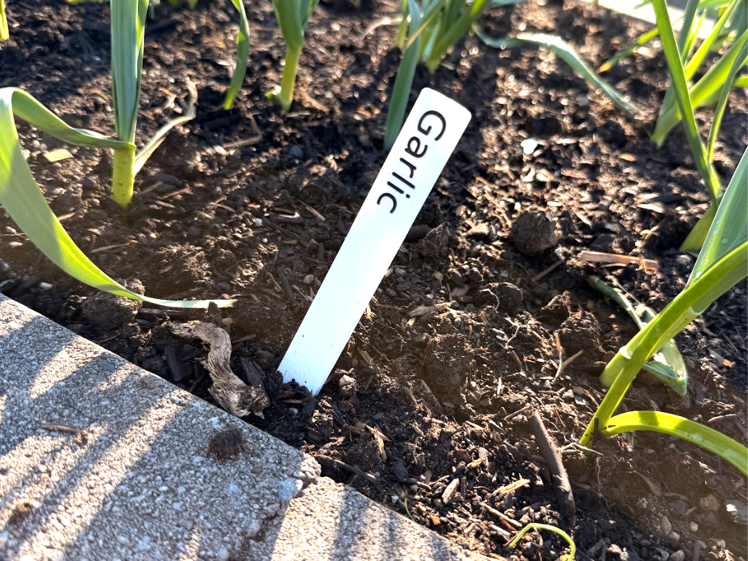 Plant Labels 30+ Garden Markers for Herbs, Veggies