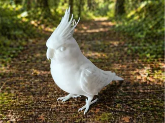 Cockatiel