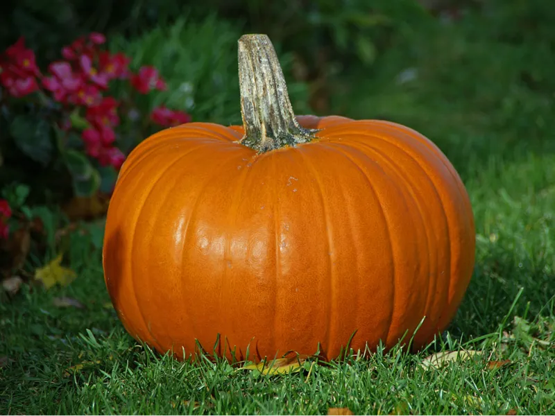 Basic pumpkin. :D