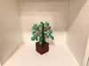 Oak sapling - AMS