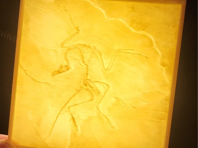 Archaeopteryx Dinosaur Fossil Lithophane