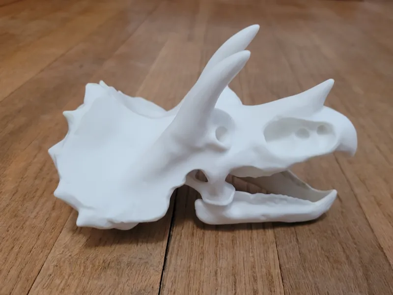 Triceratops Dinosaur Skull