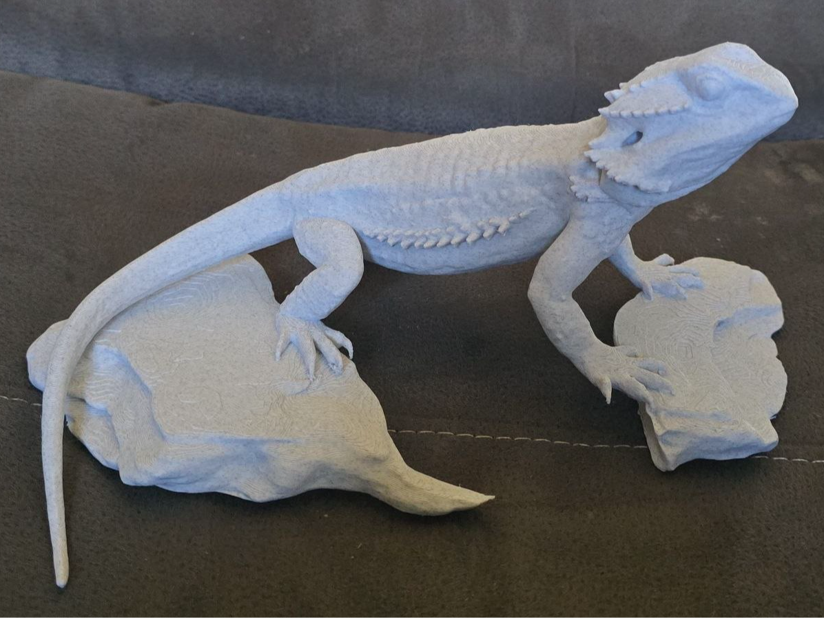 Bearded Dragon 
