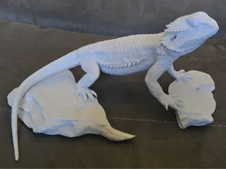Bearded Dragon 